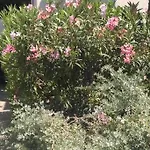Particulier Loue T3 En Rez De Jardin A 30 Metres De La Plage Avec Un Double Box