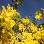Azurelle