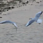 Appart Dans Maison 2 Km De La Plage