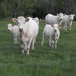 Gite Paisible Avec Jardin Privatif, Proche Loire Et Balades, Pour 11 Personnes, Animaux Acceptes - Fr-1-496-86