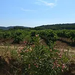 Les Vignes Et La Pinede Pres De La Plage