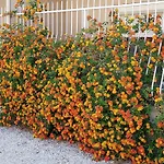 Le Patio 1