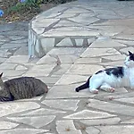 Villa Aux Amandiers Pour 6 Pers Pres De La Mer.