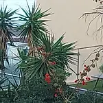 Palm Beach Cannes La Brise