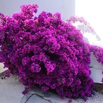 Studio Bougainvillier - Welkeys
