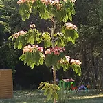Au Charme De Pepiole